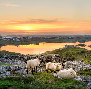 Ireland Sunset at a lake with sheep near Clifden, Roundstone and Connemara in Ireland; Shutterstock ID 685641709; Projekt: ADAC_Motorwelt_Dezember; Kunde: Berge & Meer; Bestellt durch: B&M; Weitere Informationen: Kostenstelle 7D