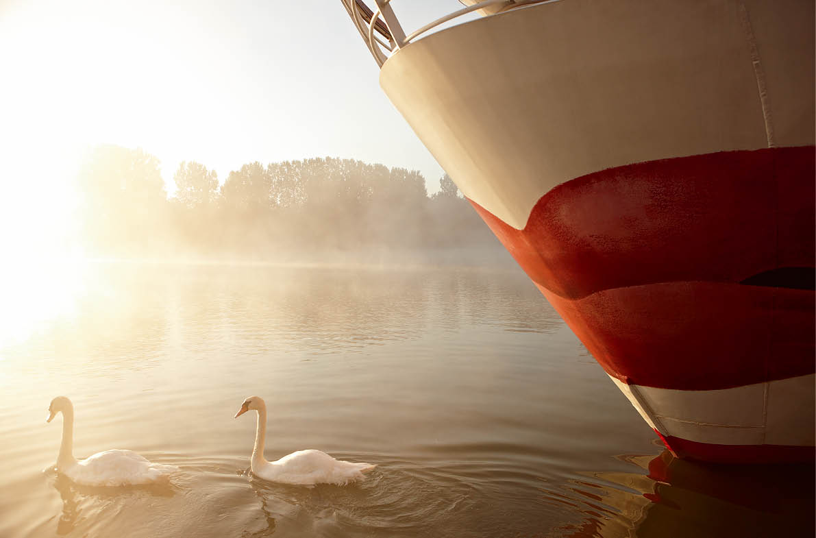 Zwei Schw ne schwimmen am fr hen Morgen vor dem Bug einen A-ROSA Schiffes ber den nebligen Fluss, w hrend die Sonne am Horizont aufsteigt und das Wasser in sanftes Licht taucht.  Two swans swim in front of the bow of an A-ROSA ship on the misty river in the early morning, as the sun rises on the horizon and bathes the water in gentle light.