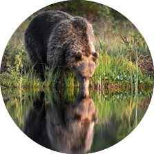 A big brown bear drinking from a lake and its mirroring reflection on the water