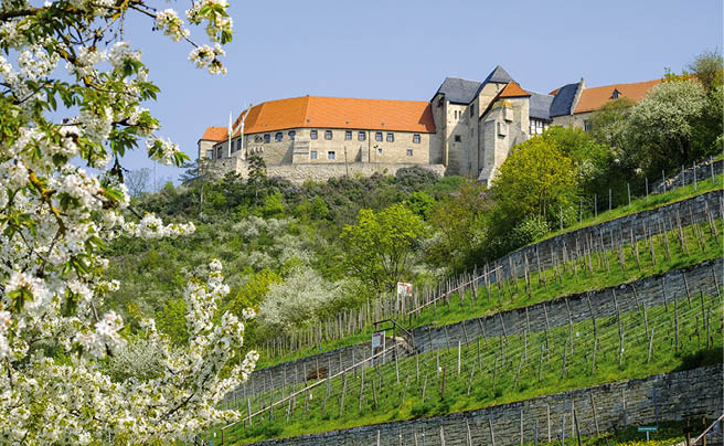 Herzoglicher Weinberg unterhalb von Schloss Neuenburg bei Freyburg, Burgenlandkreis, Sachsen-Anhalt, Deutschland    