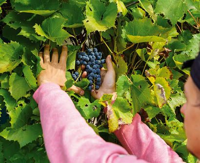 Hand farmer holding ripe green grapes, ripe green grapes ready for harvest. Agriculture grape farm.