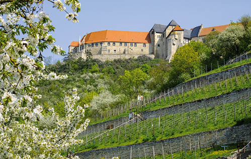 Herzoglicher Weinberg unterhalb von Schloss Neuenburg bei Freyburg, Burgenlandkreis, Sachsen-Anhalt, Deutschland    
