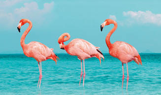 Destinationsmotiv, Flamingos, Karibik, Juni 2024