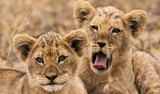 Kr ger Nationalpark, S dafrika, L wen, L wenkinder