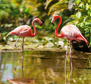 Zwei Flamingos stehen im flachen Wasser vor gr ner Ufervegetation.