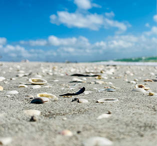 Nahaufnahme von Muscheln im Sand mit unscharfem Hintergrund aus Meer und blauem Himmel.