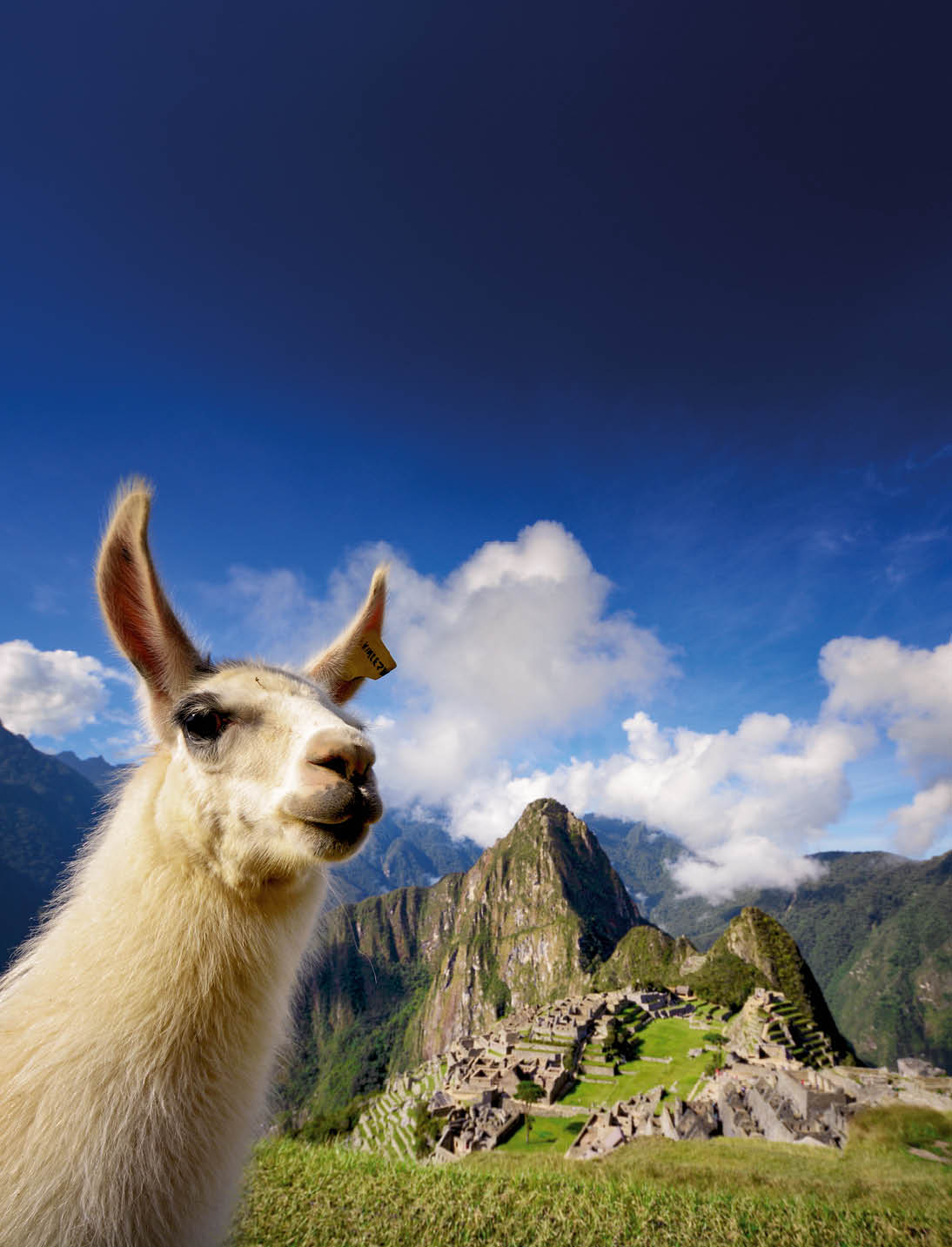 Lama im Vordergrund mit Blick auf die Ruinen von Machu Picchu in den Anden.