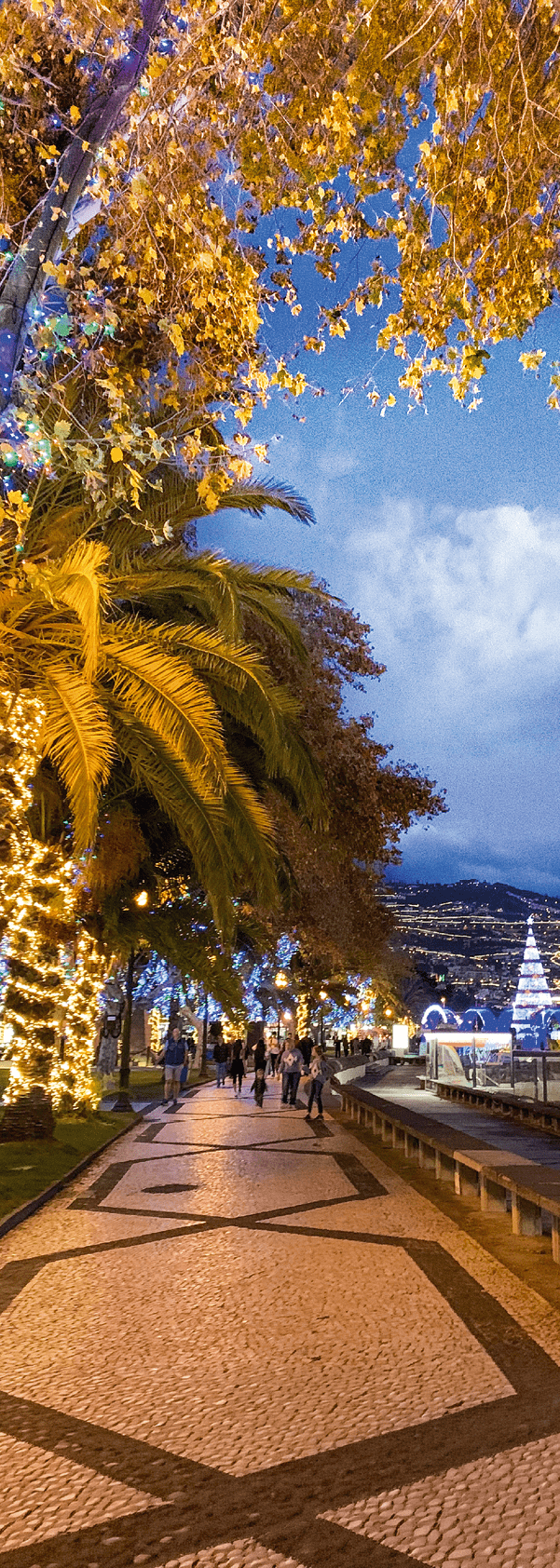 Weihnachtlich beleuchtete Palmen und B ume entlang einer Promenade mit gemustertem Pflaster in der Abendd mmerung.