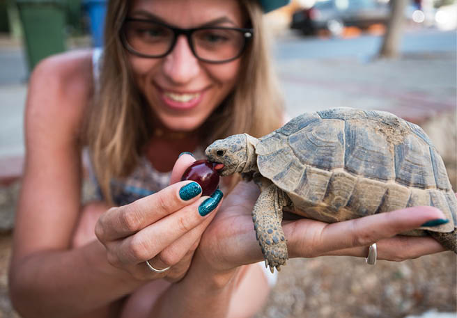 Happy young woman feeding turtle with cherry