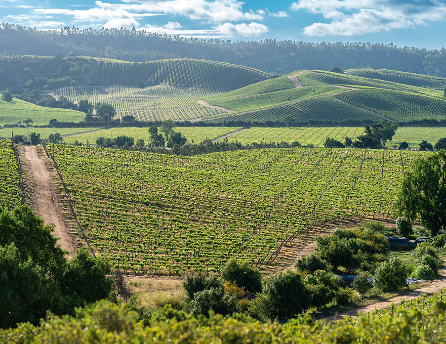 Weite, gr ne Weinberge mit unbefestigten Wegen und umliegenden W ldern unter leicht bew lktem Himmel.