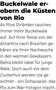 Buckelwale erobern die K sten von Rio An Rios Str nden tauchen immer mehr Buckelwale auf. Auf ihrer Reise von der Ant...