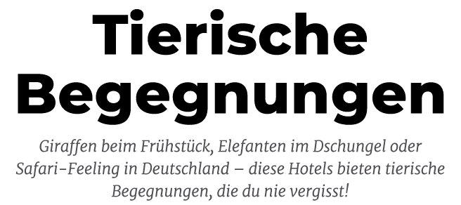 Tierische Begegnungen Giraffen beim Fr hst ck, Elefanten im Dschungel oder Safari Feeling in Deutschland – diese Hote...