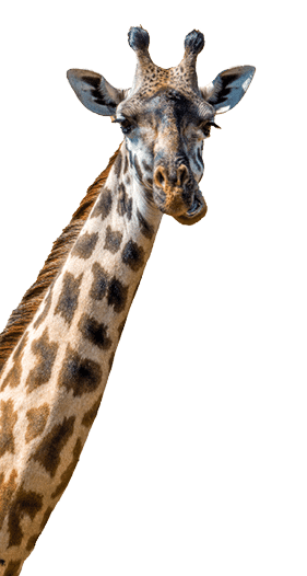 Giraffe in National park of Kenya, Africa